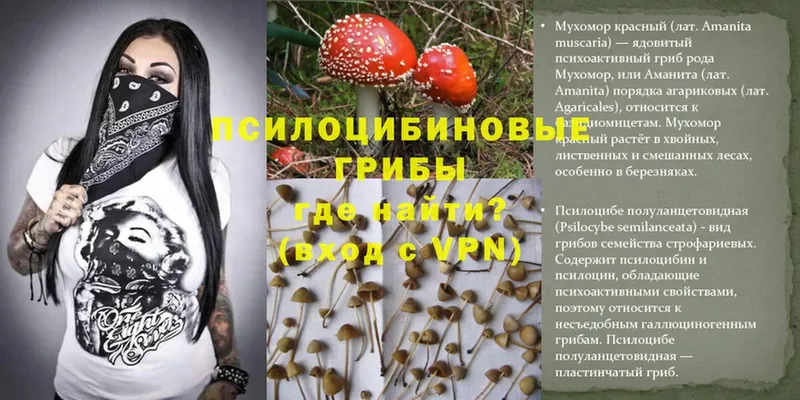 продажа наркотиков  Киселёвск  Галлюциногенные грибы Psilocybe 