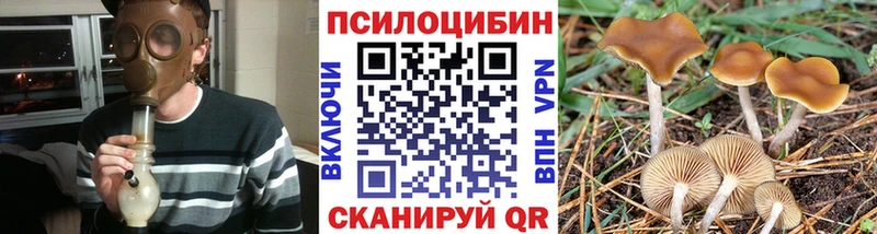 Псилоцибиновые грибы Psilocybe  Киселёвск 